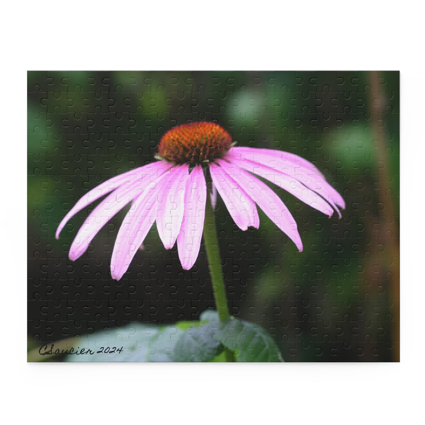 Puzzle - Minnesota Cornflower