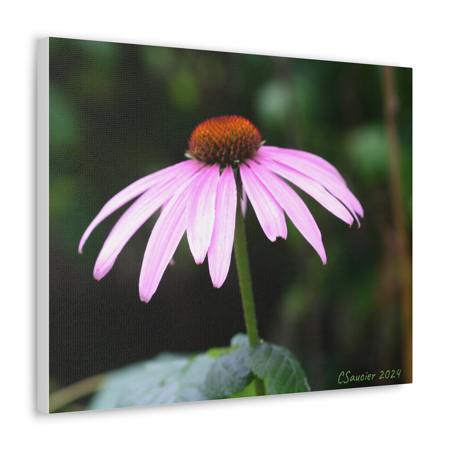 Purple Coneflower on Gallery Canvas